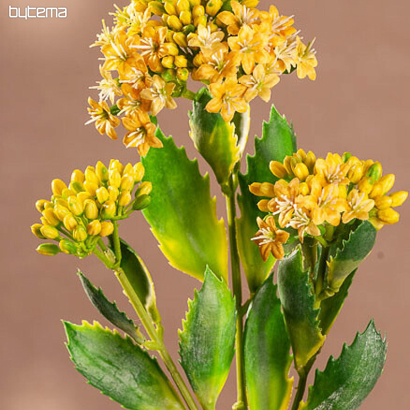 KALANCHOE GELB