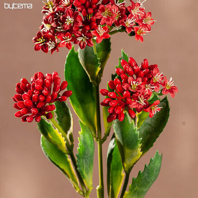 KALANCHOE ROT