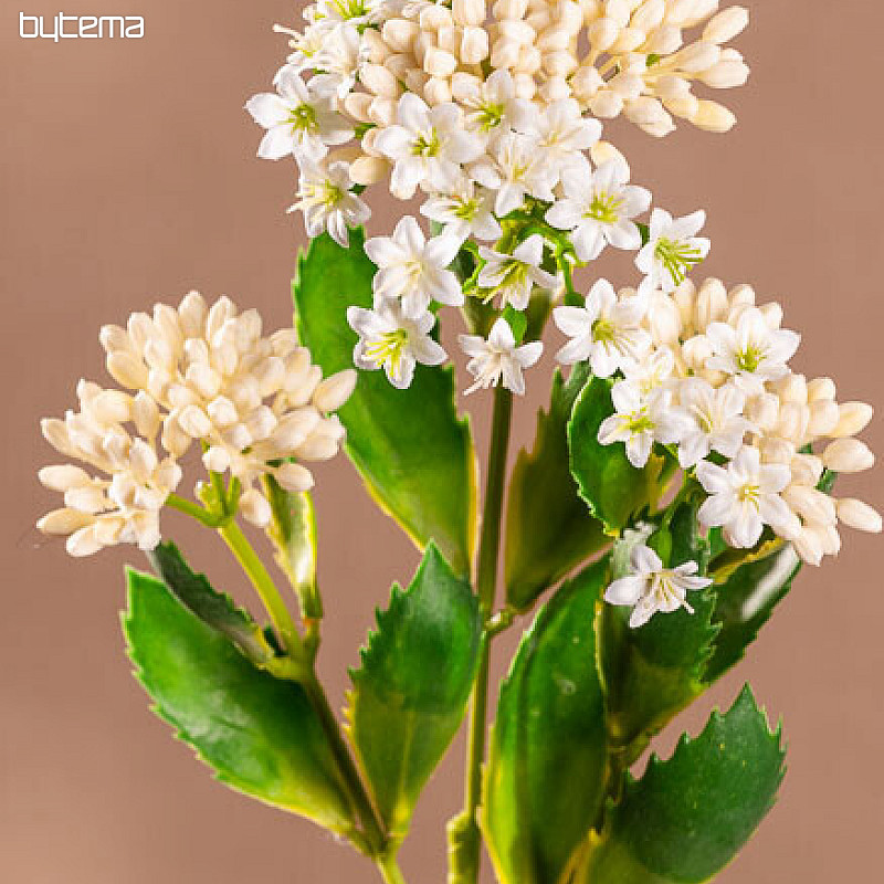 KALANCHOE WEISS