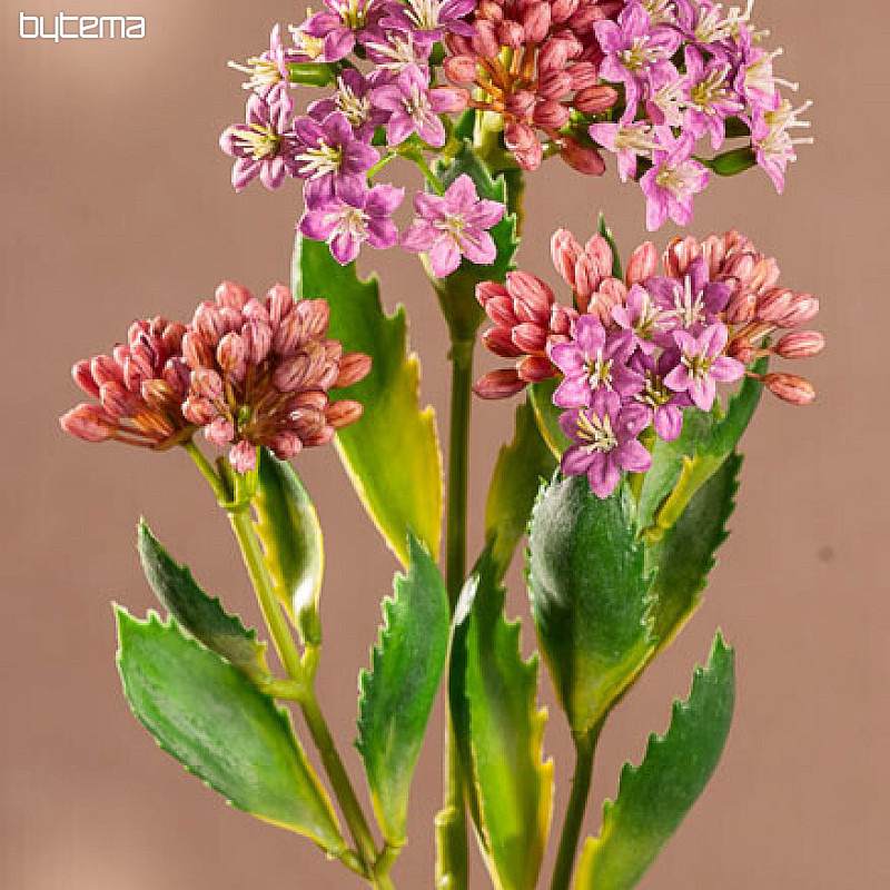 KALANCHOE LILA