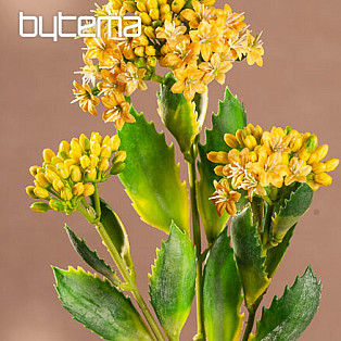 KALANCHOE GELB