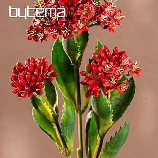 KALANCHOE ROT