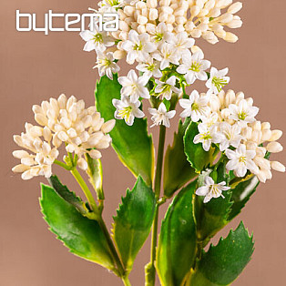 KALANCHOE WEISS