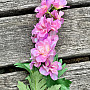 Delphinium rosa 79 cm