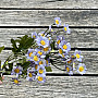 MINI DAISY BLAU